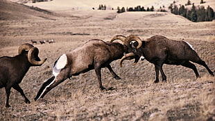 focus photo of two rams fighting HD wallpaper