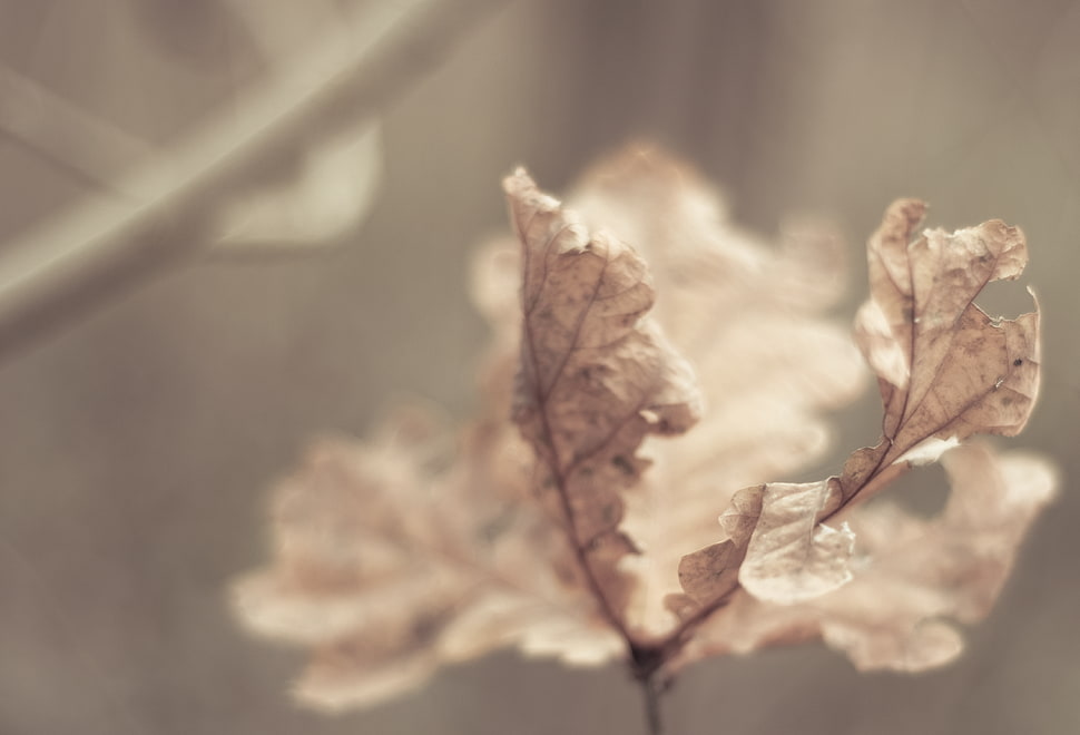 gray leaf HD wallpaper