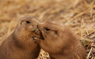 two brown Beaver kissing HD wallpaper
