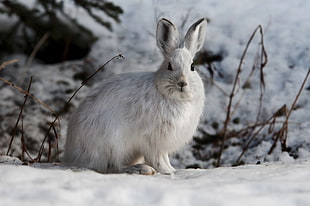 white rabbit on snow covered  ground, snowshoe hare
