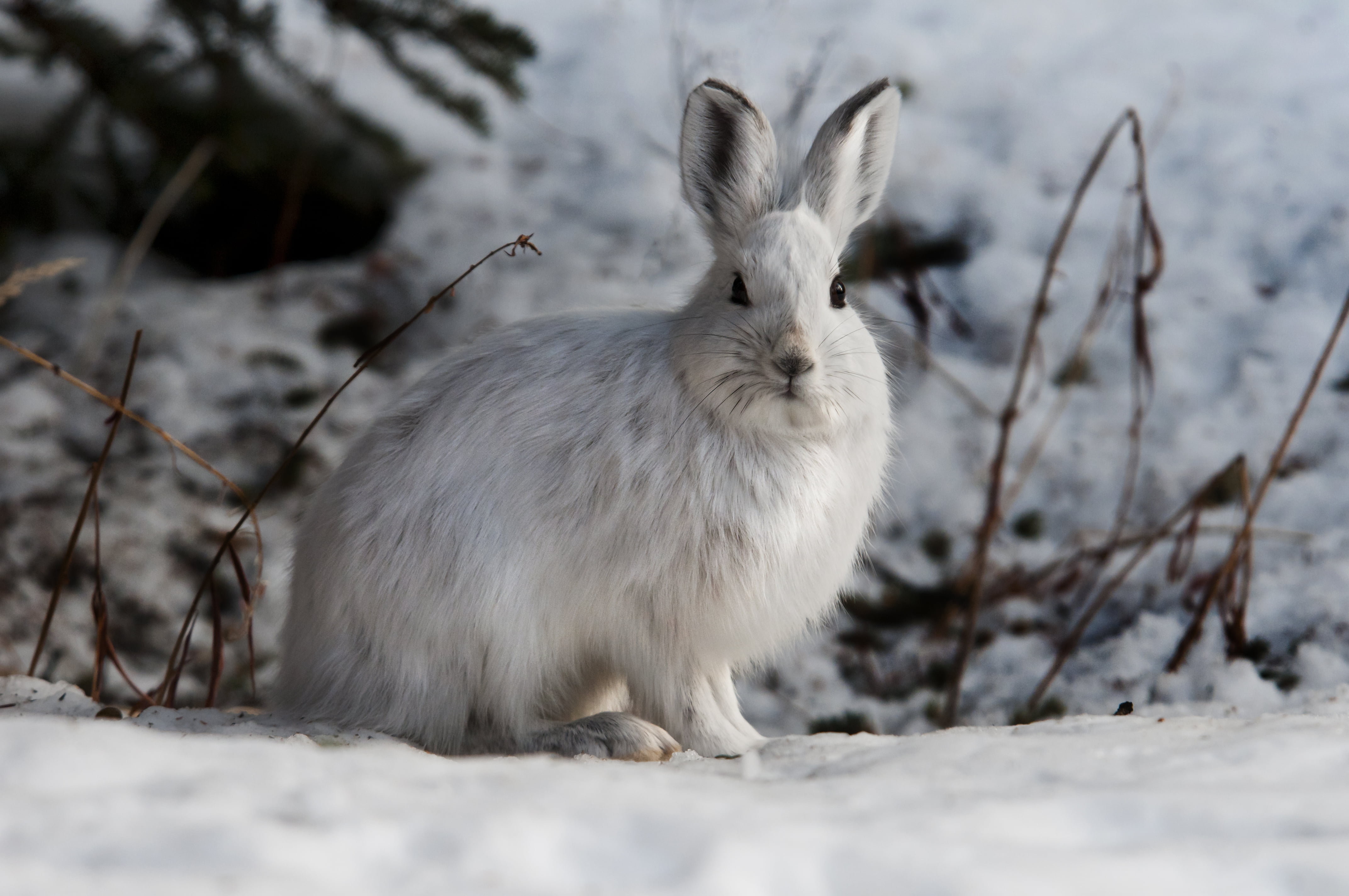 white rabbit on snow covered  ground, snowshoe hare