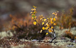 selective focus photography of yellow leaf plant HD wallpaper