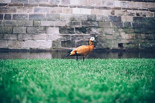 focus photography of brown duck HD wallpaper
