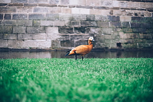 focus photography of brown duck