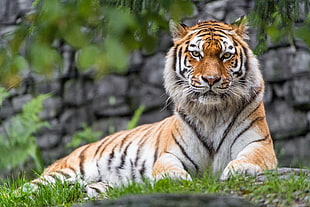 selective focus photography of tiger HD wallpaper