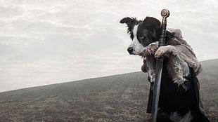 long-coated black and white dog, dog, sword, animals, Game of Thrones