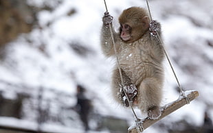photo of gray monkey in brown wooden swing