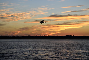 silhouette of bird flying above ocean at sunset