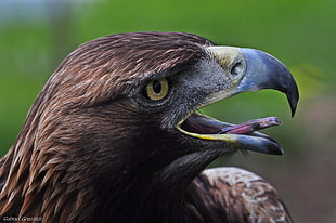 macro shot photography of brown eagle HD wallpaper