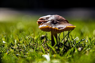 brown mushroom beside green grass, fungus HD wallpaper