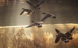 flying mallard ducks photography HD wallpaper