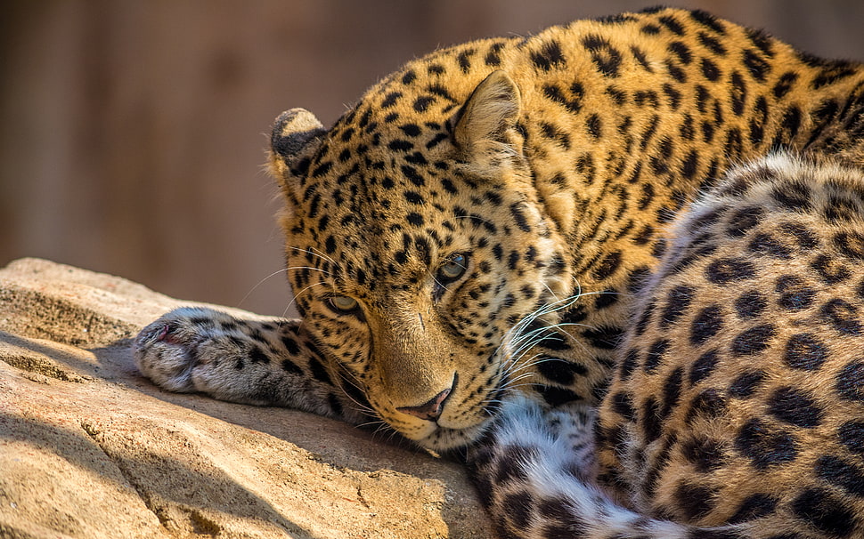 photo of leopard on gray rock HD wallpaper