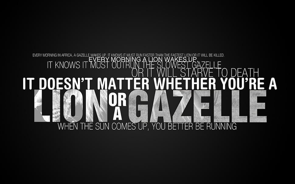 lion or a gazelle quote sign, quote, inspirational, typography HD wallpaper