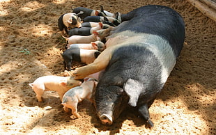photo of hog with feeding piglets HD wallpaper