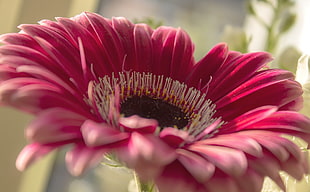 pink Daisy closeup photography HD wallpaper