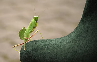 macro photo of green mantis on green textile