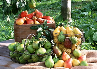 assorted-color peaches photo