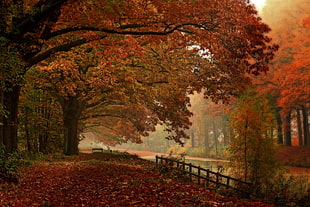 orange leafed trees, landscape, nature, forest, fall HD wallpaper