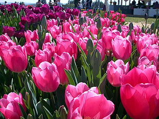 pink tulips field