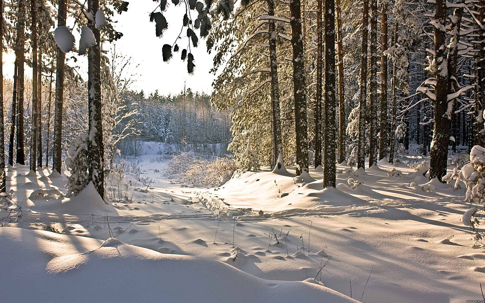 green forest covered of snow, nature, winter, snow, trees HD wallpaper