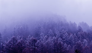 trees with fog HD wallpaper