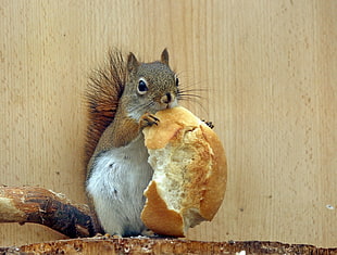 brown squirrel eating bread next to brown wooden surface