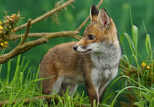 Red Fox photo HD wallpaper