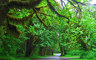 green leafed trees, nature, landscape, Washington state, Olympic National Park HD wallpaper