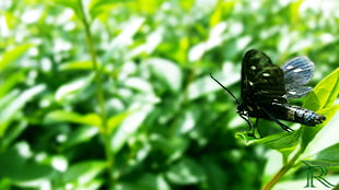 black moth, nature, macro, insect HD wallpaper