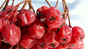 cherry fruit photo