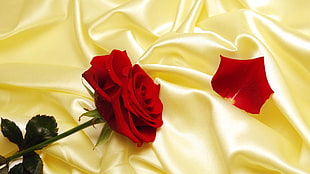 red Rosa Rose on yellow satin textile HD wallpaper