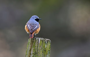 grey and brown bird perched on wooden log during daytime, redstart