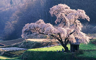 Sakura tree, trees HD wallpaper