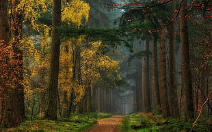 pathway between tall trees painting HD wallpaper