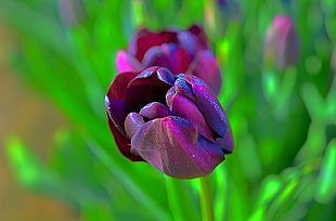 purple and pink tulips HD wallpaper