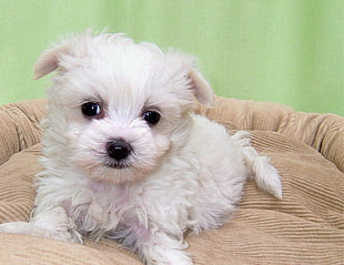 closeup photo of white maltese puppy