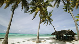 white sand beach, palm trees, sea