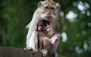 white and brown short coated monkey