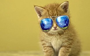 orange cat with sunglasses graphic emoji