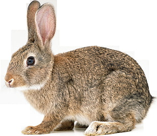 brown rabbit