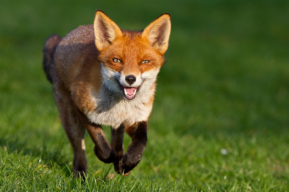 brown fox on green grasses HD wallpaper