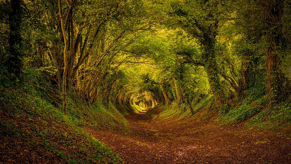 forest trees, forest, nature HD wallpaper