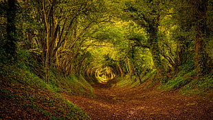 forest trees, forest, nature