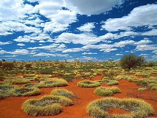 field with trees and grass during day time