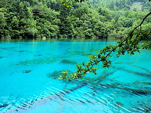 blue body of water, nature, water, forest, branch HD wallpaper