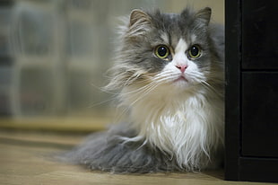long-fur white and gray cat HD wallpaper