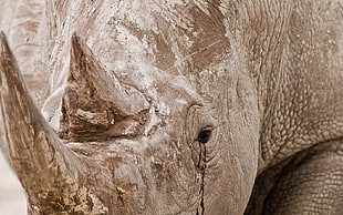 photo of beige and brown rhino