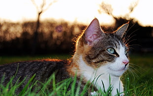 closeup photography of brown and white tabby cat