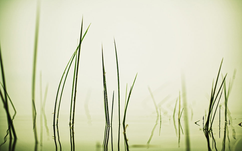 green plant, grass, water, reflection HD wallpaper