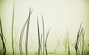 green plant, grass, water, reflection